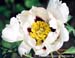 Rockii Peony: YUN ZHONG HE